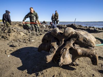 On the shores of Pechevalavato Lake in Russia's Yamalo-Nenets region, people dig for more pieces of a mammoth skeleton first found by reindeer herders.