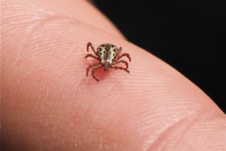 An American dog tick (Dermacentor variabilis) on a human finger.