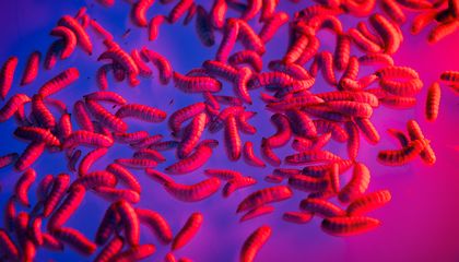 Maggots Are an Incredibly Efficient Source of Protein, Which May Make Them the Next Superfood for Humans