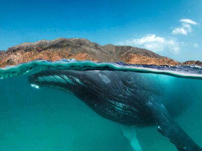 A humpback whale in waters off southern Oman. 