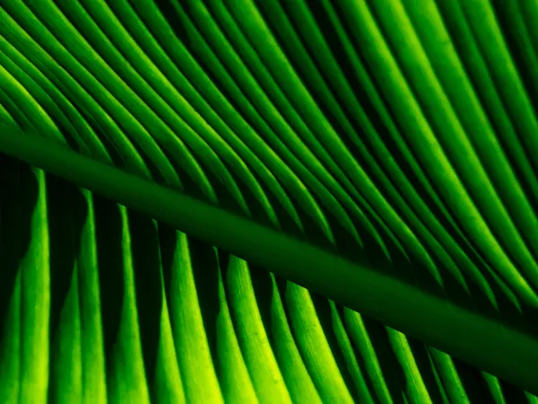 Green Patterns thumbnail
