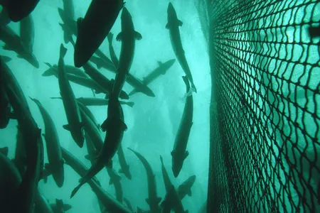 Salmon aquaculture often uses large nets like this one in a Salmon farm in Norway.