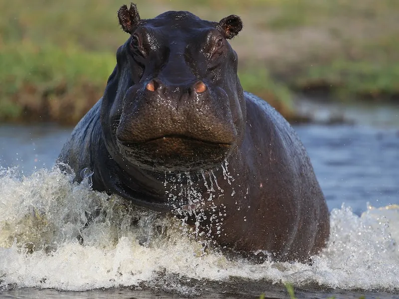 In daylight the sight of a hippo is unusual A very aggressive Male