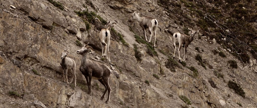 Mountain Goats British Columbia, Canada | Smithsonian Photo Contest ...