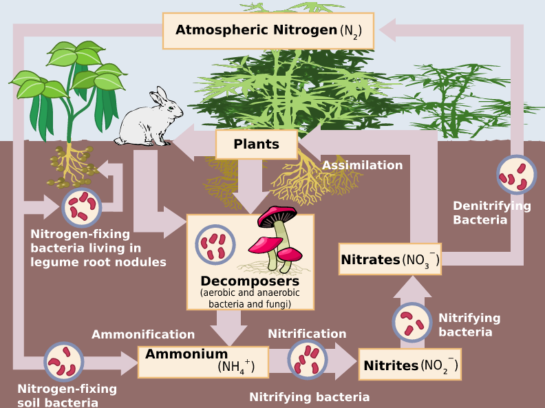 Nitrogen