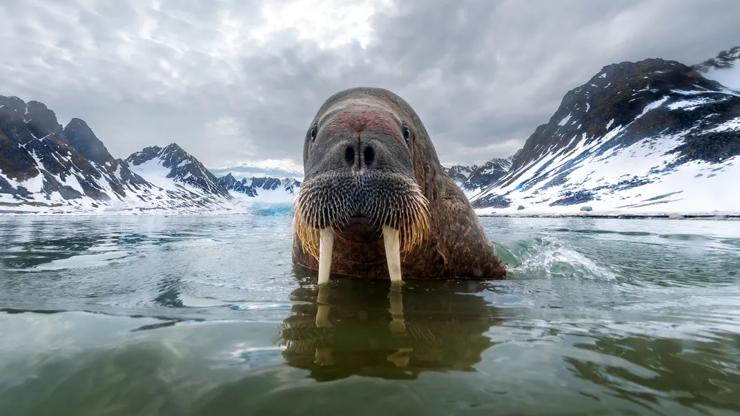 一只海象在马格达莱讷峡湾附近寒冷的海水中涉水。