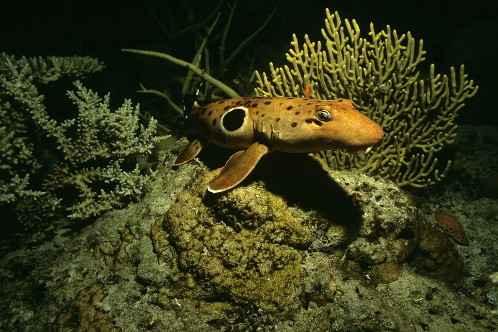 A small shark on the ocean bottom with a black spot in its right side