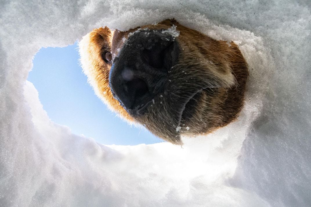 A grizzly bear peers into a hole dug by a wolverine