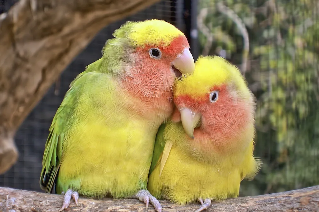 a pair of lovebirds with green and yellow feathers with peach-colored faces sit on a branch and nuzzle each other