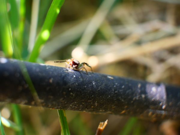 Jumping Spider Waving thumbnail