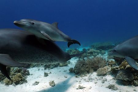 When a group of 360 dolphins visited corals located in the Northern Red Sea, reseachers noticed that calves under one year old would watch adults brush themselves against the coral.