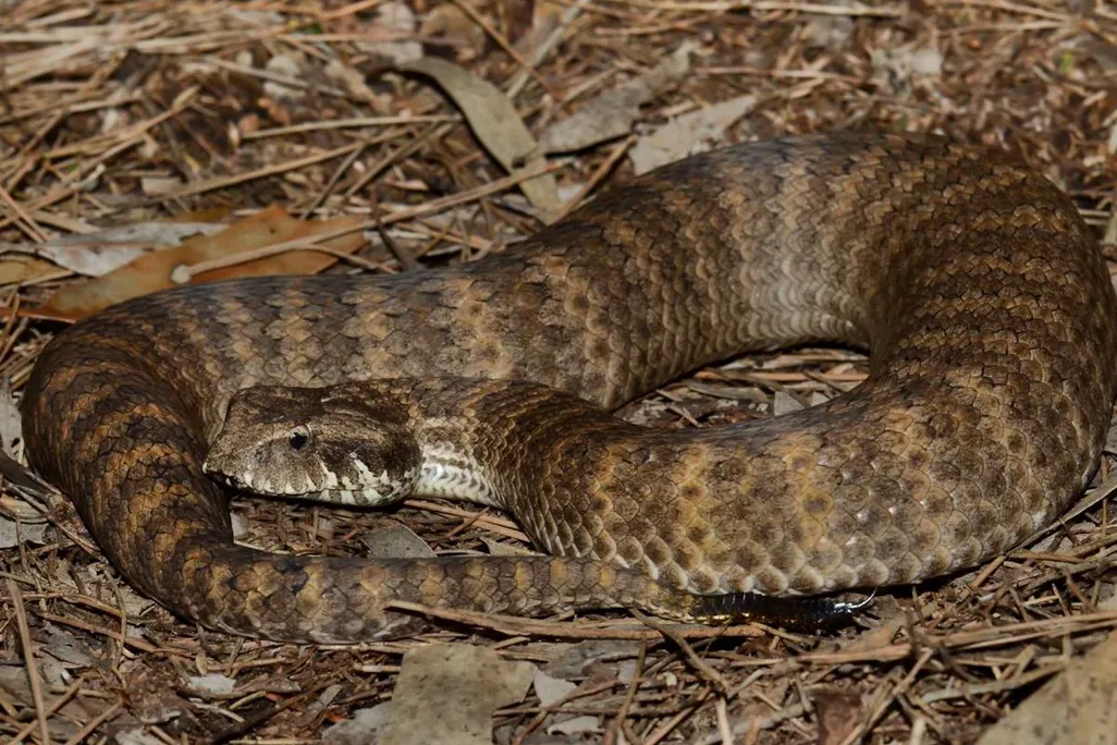 A brown snake