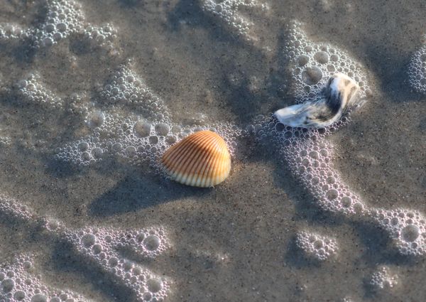 Seashells, Sand, and Bubbles thumbnail
