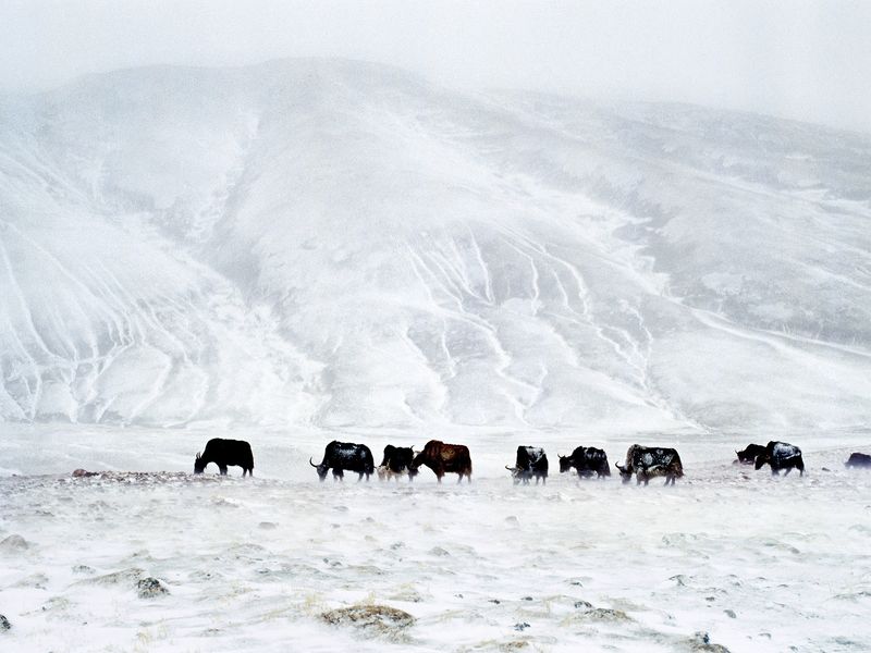 Buffalo in the Snow Smithsonian Photo Contest Smithsonian Magazine