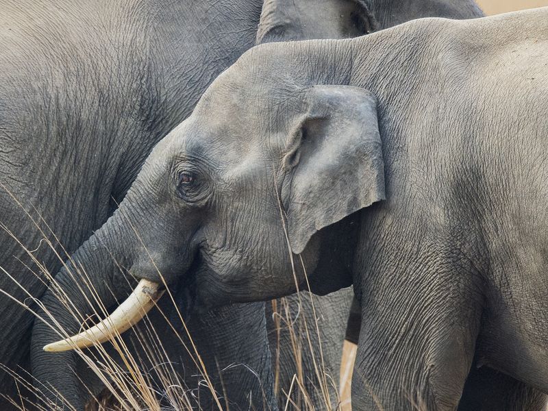 GENTLE GIANTS Smithsonian Photo Contest Smithsonian Magazine