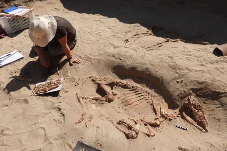 Archaeologists have been studying the pet cemetery since it was first discovered in 2011.