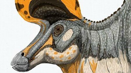 A restoration of Lambeosaurus magnicristatus, a dinosaur once thought to represent the male form of Lambeosaurus lambei, but now known to be a distinct species.