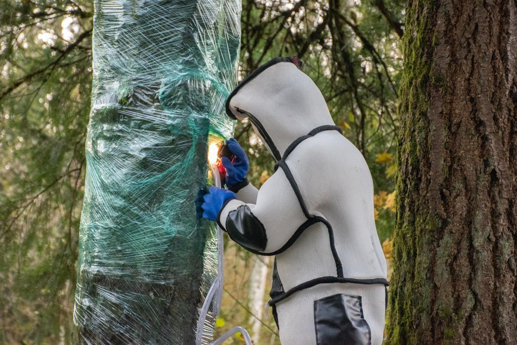 Technician vacuums Asian giant hornet nest