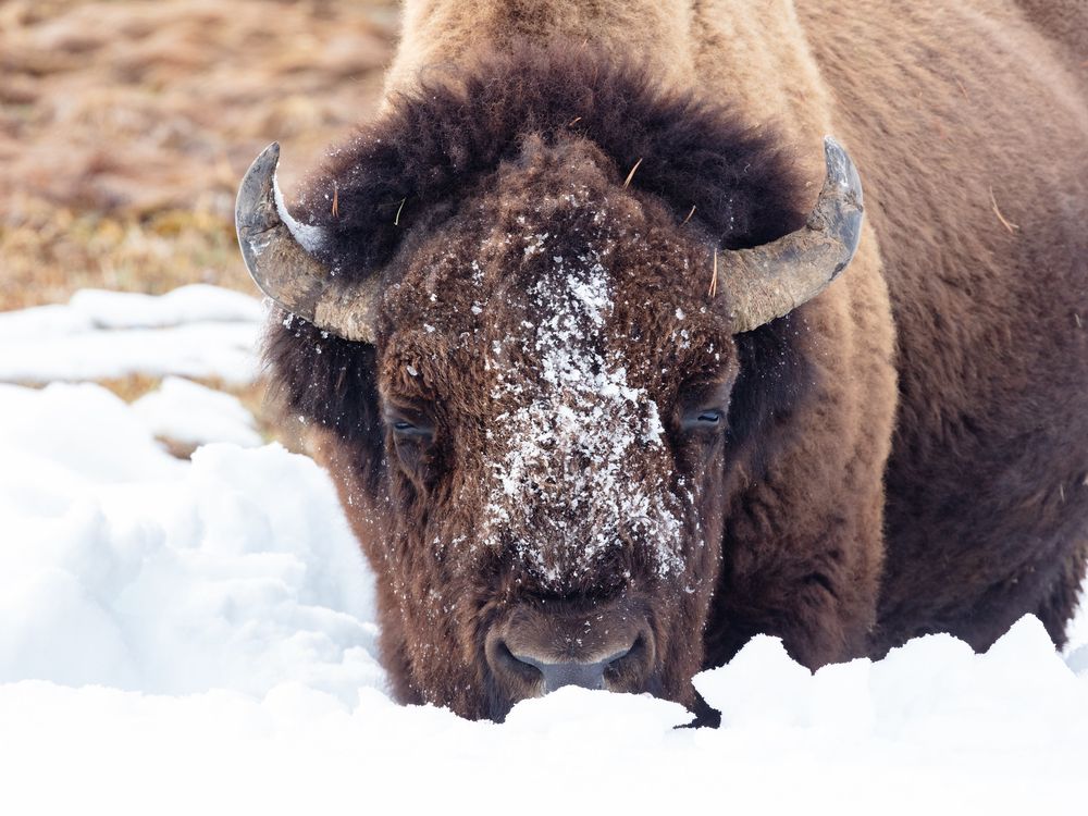 Bison at Yellowstone National Park