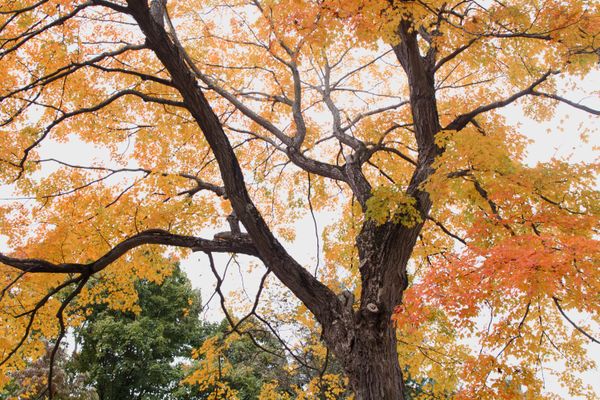 Autumn at Mount Auburn thumbnail