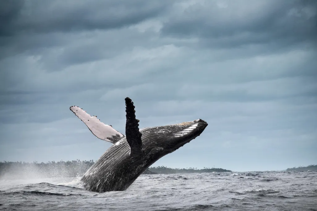 A humpback whale breaches, showing its pectoral fins.