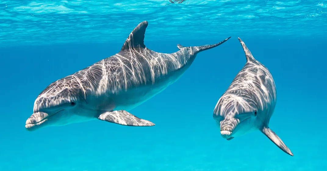 Two Atlantic spotted dolphins swimming underwater in the Bahamas