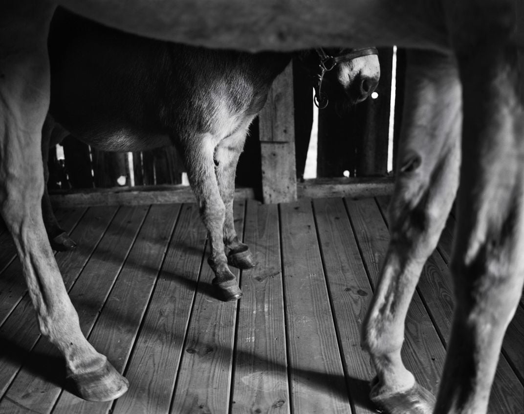 Alphabet Soup and his miniature donkey companion Gorgeous George at Old Friends farm.