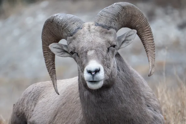 Sheep have Fingerprints thumbnail