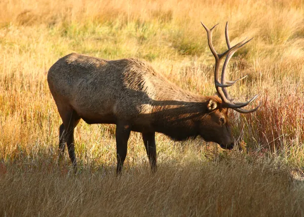 Elk grazing in Rocky Mountain National Park thumbnail