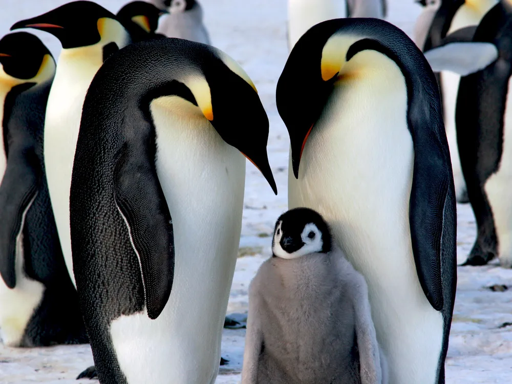 One of Antarctica's Largest Emperor Penguin Colonies Has Suffered Three  Years of 'Catastrophic' Breeding Failures, Smart News
