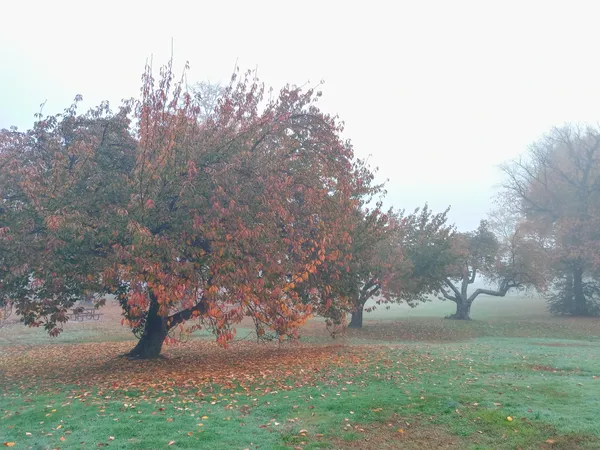 November morning  - Cooper River park  - NJ thumbnail