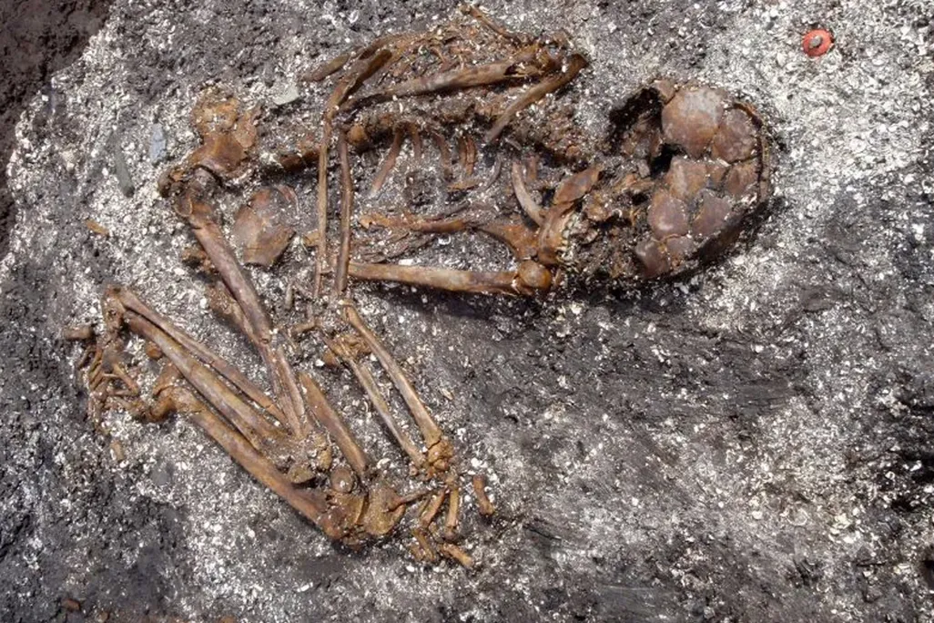 skeleton