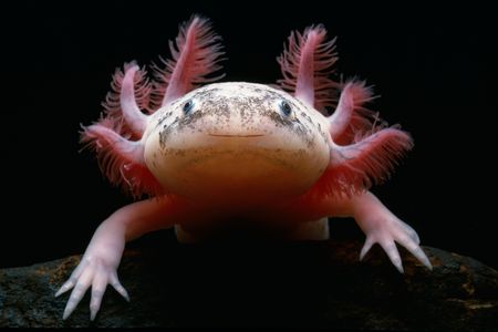 Few realize that the lovable, cotton-candy-pink amphibian is on the edge of extinction.