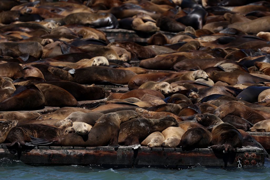 dozens of sea lions lying on top of each other fill the entire frame