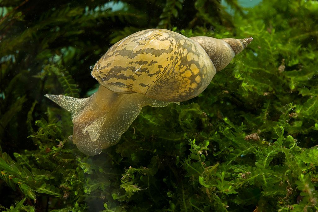 Great Pond Snail