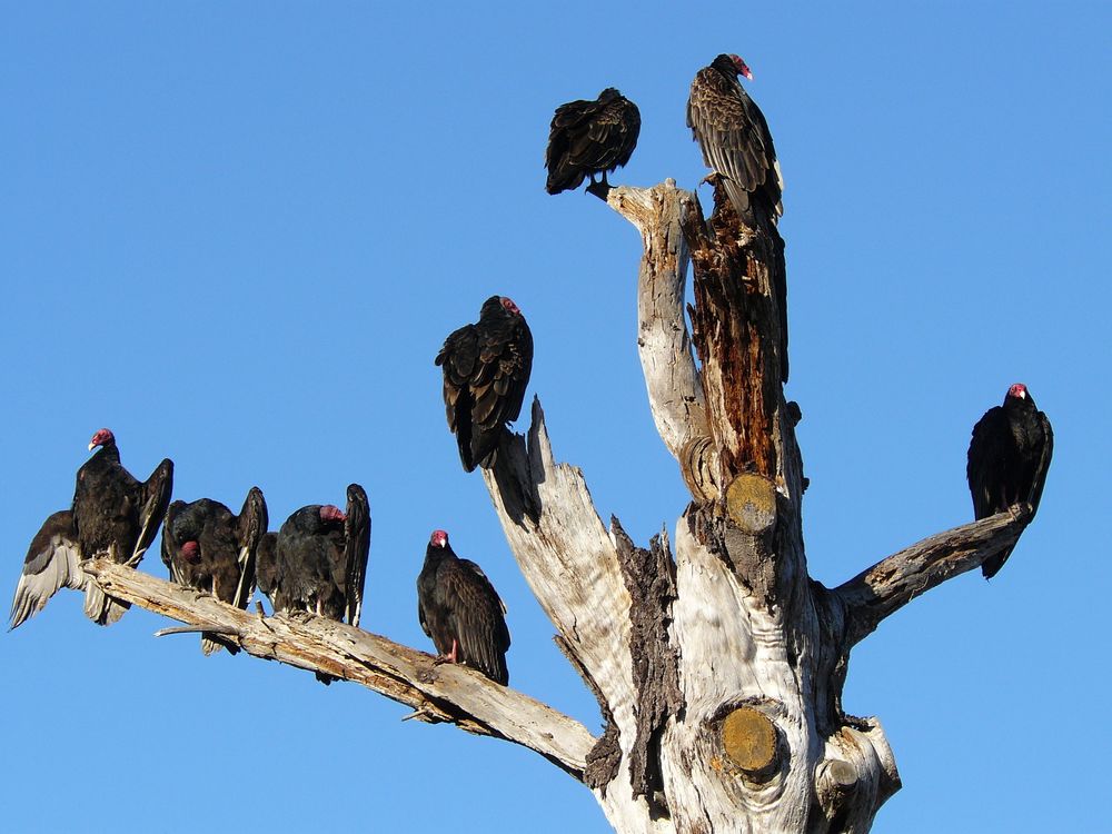 While digging through decaying carcasses, vultures expose themselves to dangerous pathogens. Gary Graves studies the unique microorganisms in the guts of these birds that help them resist infections. (Joyce Cory)