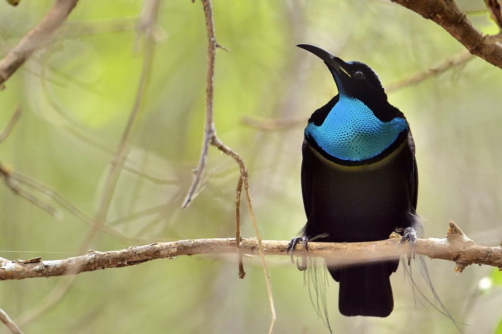 A very dark black bird with a small patch of iridescent blue on its chest