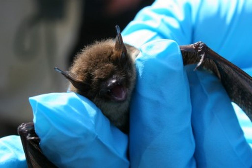 A little brown bat with symptoms of white-nose syndrome