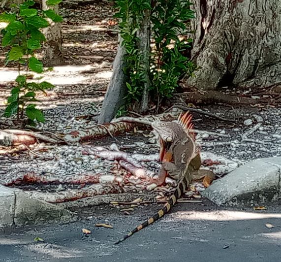 Iguana at the Post Office thumbnail