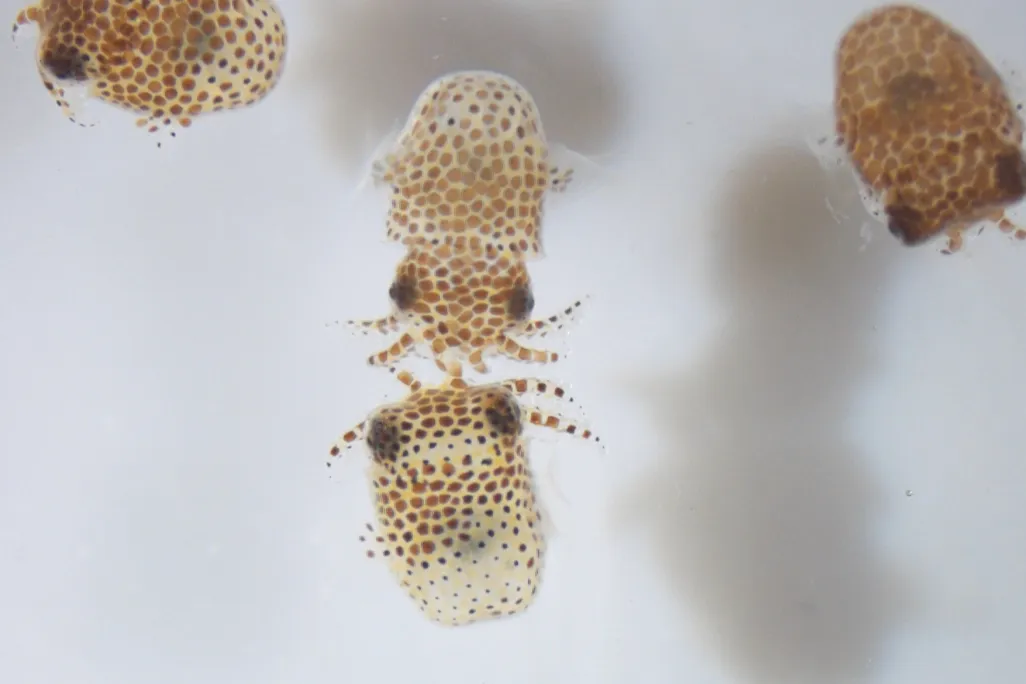 baby bobtail squid