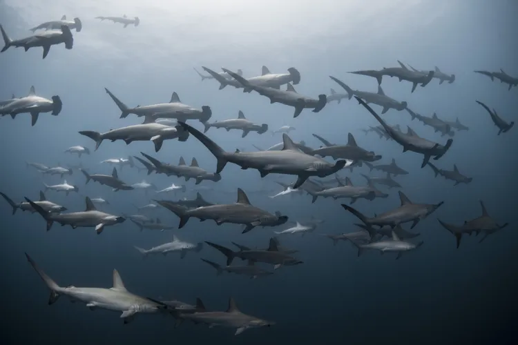 a large group of hammerheads
