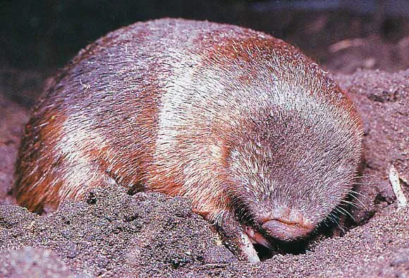 A golden mole