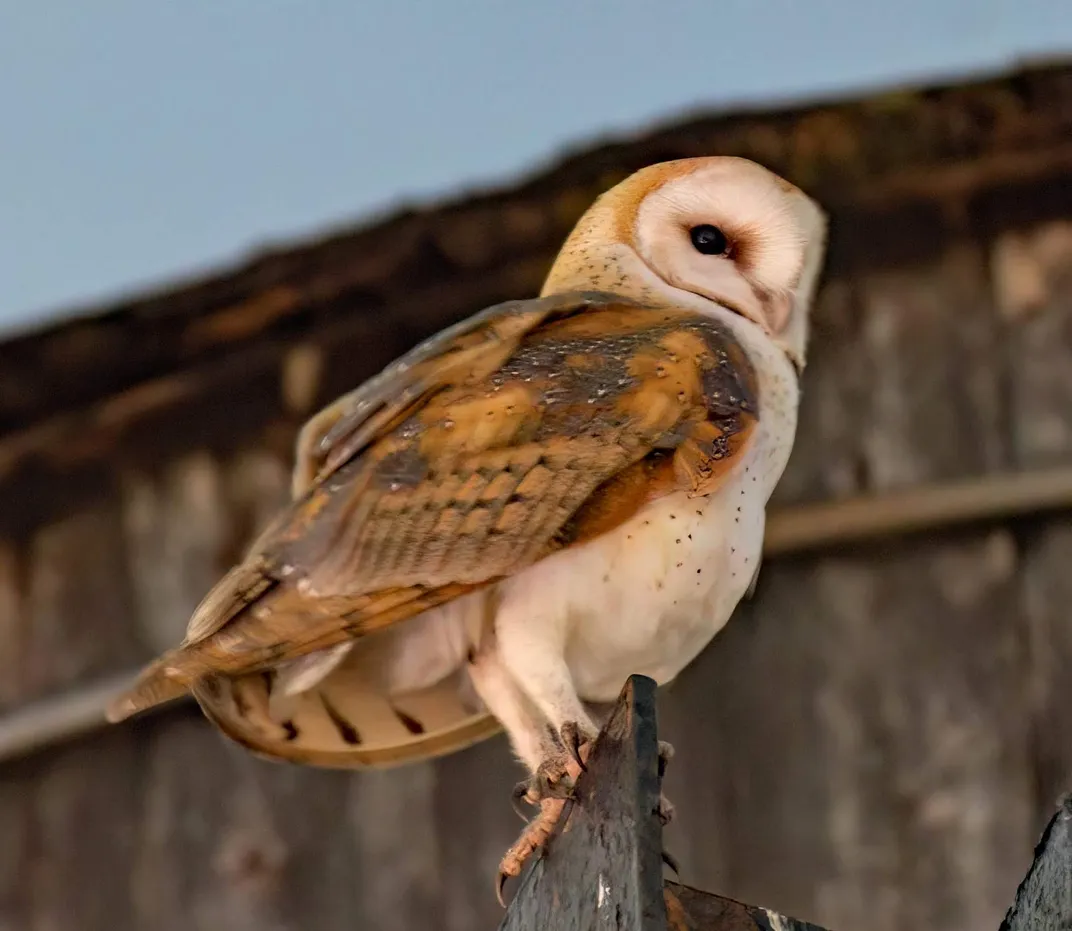 a barn owl