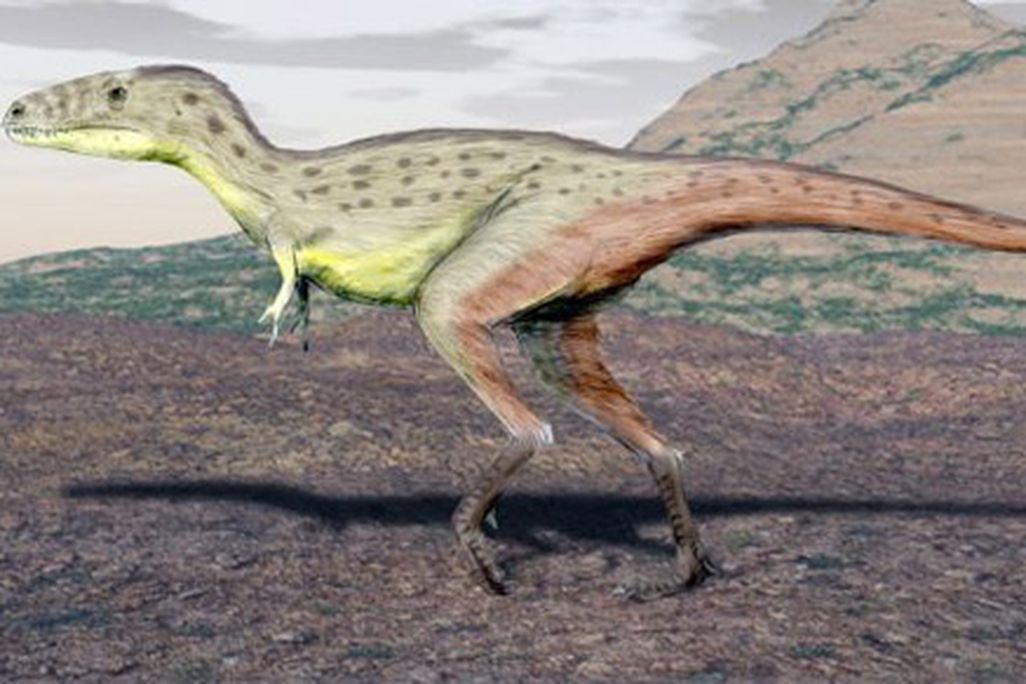 A restoration of Raptorex by Nobu Tamura