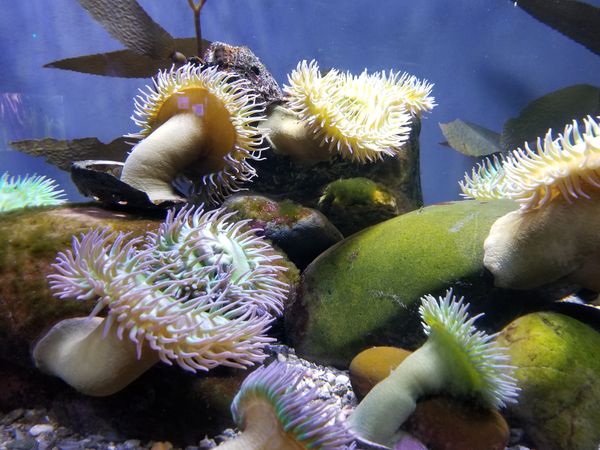 Sea Anemones Waiting For Food thumbnail