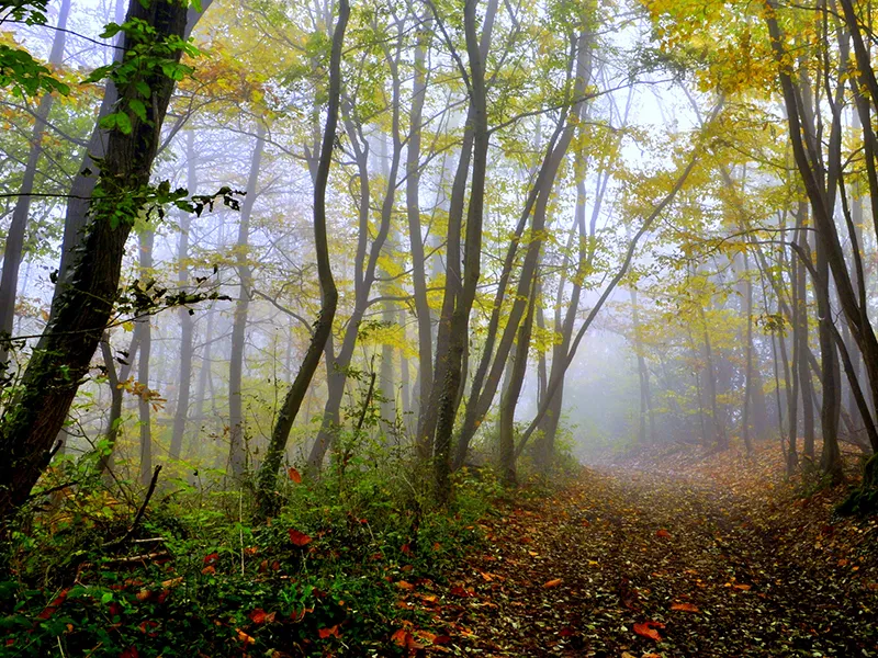 Forest in France