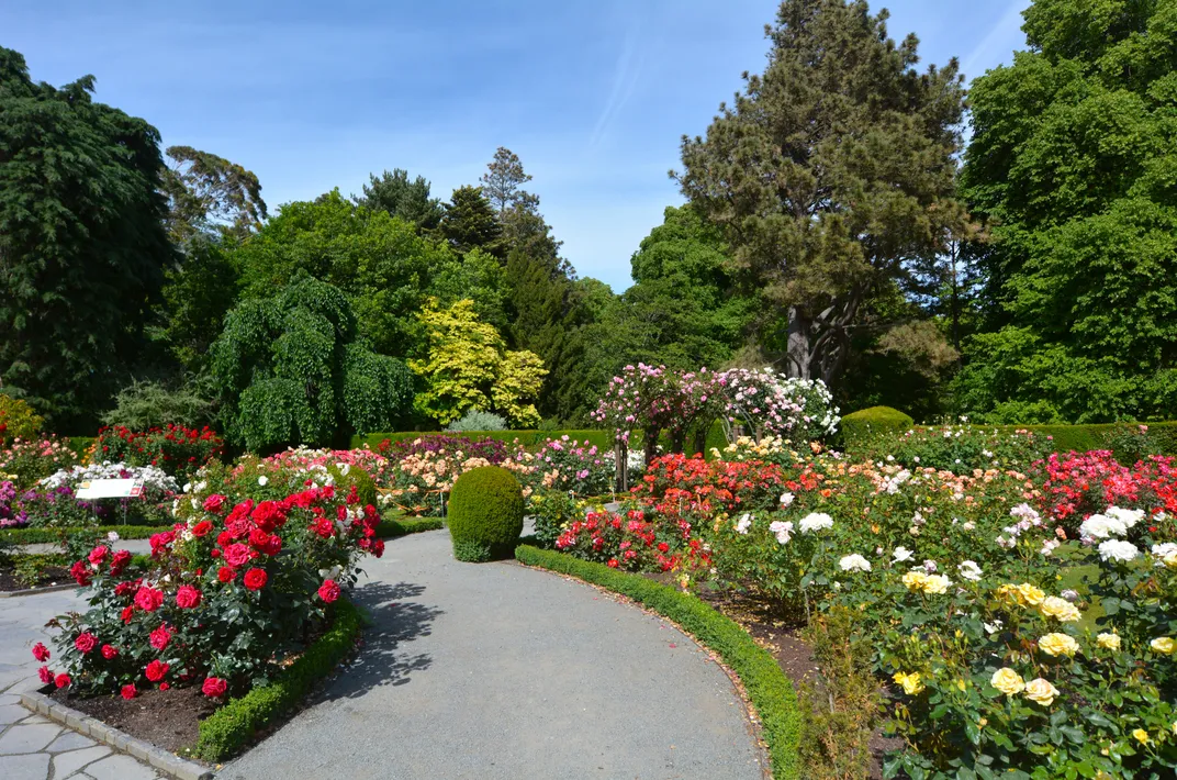 The Rose Garden at the Botanical Gardens, Christchurch