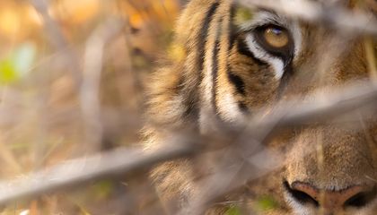 Feast on 15 Ferocious Tiger Photos From the Smithsonian Photo Contest