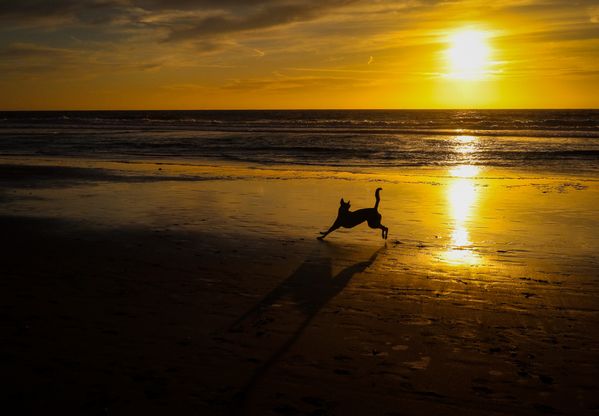A Dog on the Beach thumbnail