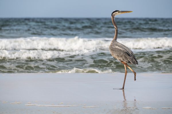 a one-legged heron on the Gulf Coast thumbnail
